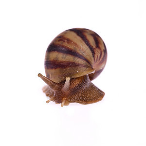 Snail Amphidromus 白底隔离野生动物生物蜗牛鼻涕虫白色天线图片