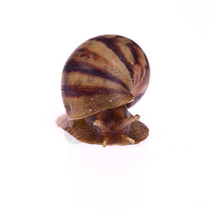 Snail Amphidromus 白底隔离天线蜗牛鼻涕虫白色生物野生动物图片