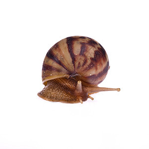 Snail Amphidromus 白底隔离蜗牛生物白色天线野生动物鼻涕虫图片