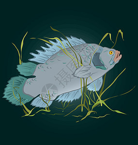 海藻病媒中的鱼类图片