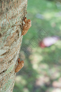树上的缝隙生长泥沼生活生态棕色昆虫背景图片