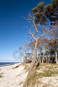 德国达尔斯海滩森林牧歌自然保护区旅游保护区海岸线松树沙滩树木沙丘图片