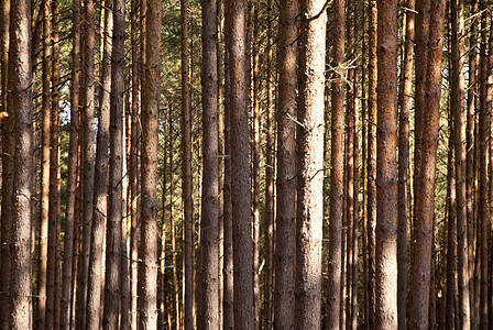 达尔斯森林松树倾斜自然保护区保护区偏斜气味海岸木头牧歌树木图片