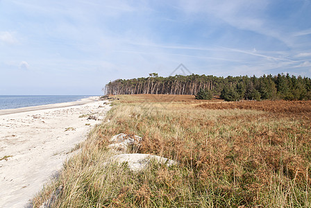 达尔斯海滩西斯特兰沙滩支撑牧歌自然保护区森林倾斜海岸线海岸沙丘旅游图片