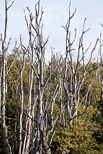 达尔斯森林木头保护区自然保护区牧歌海岸树木偏斜气味倾斜图片