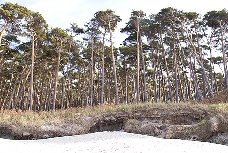 达尔斯海滩西斯特兰松树支撑森林牧歌沙滩保护区树木自然保护区沙丘旅游图片