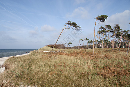 达尔斯海滩西斯特兰旅游木头天空牧歌自然保护区树木地平线保护区海岸线海岸图片