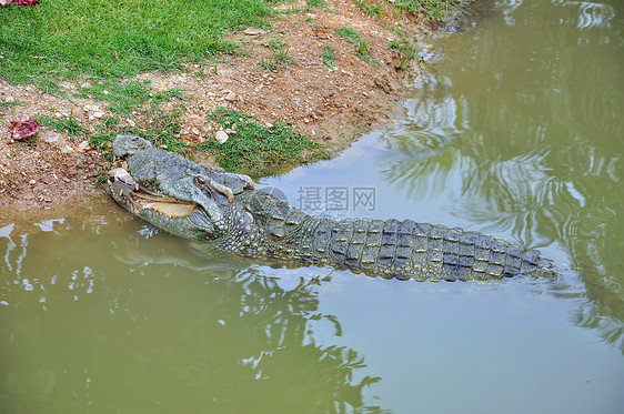 鳄鱼牙齿动物爬虫食肉荒野猎物皮肤危险农场动物园图片