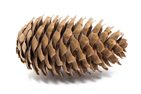 松锥种子植物文化棕色松树针叶锥体宏观坚果季节图片