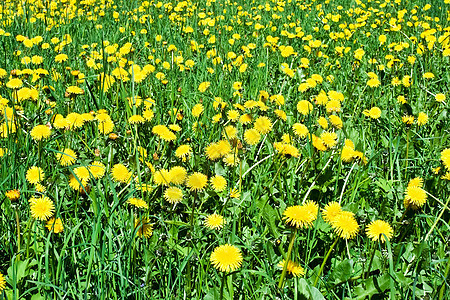 Dandelion 字段植物群国家花园花瓣晴天蓝色公园草地光束阳光图片