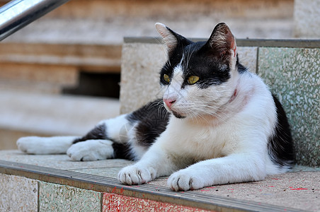 泰国猫眼睛连体灰色哺乳动物猫科毛皮猫咪小猫宠物动物图片