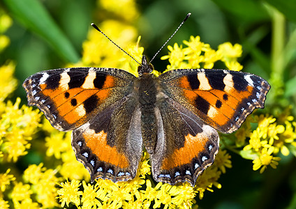 蝴蝶水平晴天君主黄色生活宏观花瓣花园蜜蜂季节图片