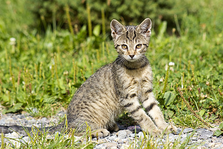 坐在花园里的小猫咪姿势绿色石头兽医猫科小路小猫宠物毛皮猫咪图片