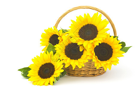 篮子中美丽的向日葵花花束生长装饰环境母亲礼物作品卡片植物学黄色绿色图片