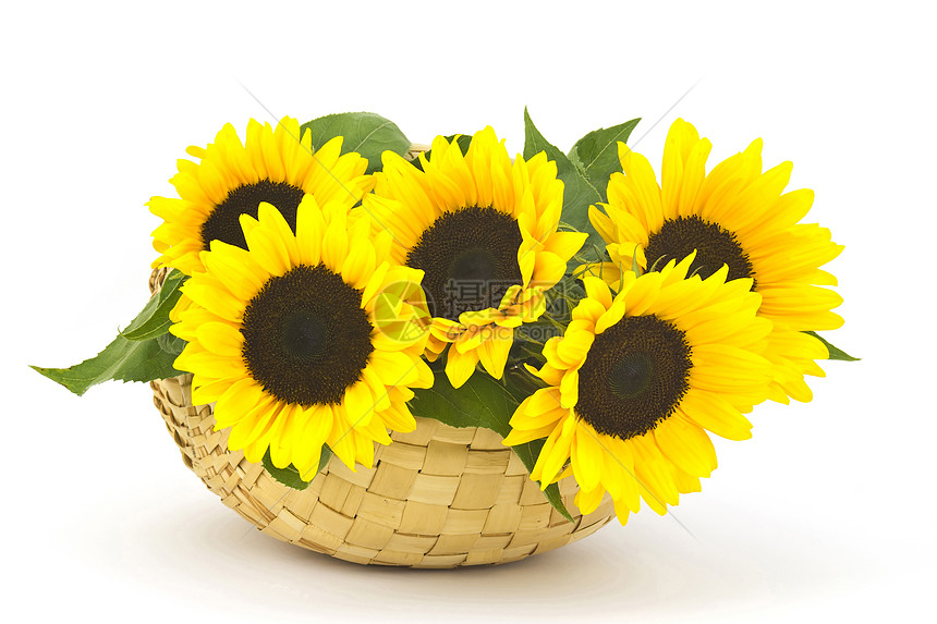 篮子中美丽的向日葵花花束作品黄色绿色环境卡片照片植物学装饰女性化母亲图片