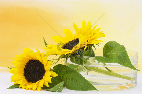 玻璃花瓶中的向日葵母亲照片装饰植物花园黄色太阳环境植物学生长图片