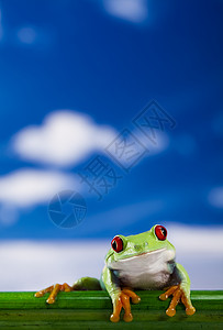 青蛙 小动物红眼图片