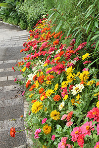 美丽的多彩花朵花花园黄色花朵花坛植物群红色公园人行道雏菊植物橙子图片
