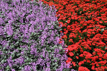 紫色和红色花花床背景图片素材