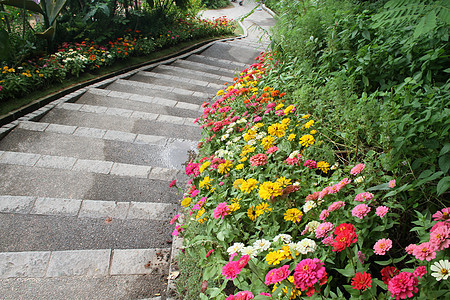 美丽的多彩花朵花花园黄色花朵植物群花坛植物公园红色小径人行道绿色图片
