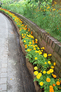 美丽的多彩花朵花花园橙子小径人行道绿色花朵植物家庭公园花坛黄色图片