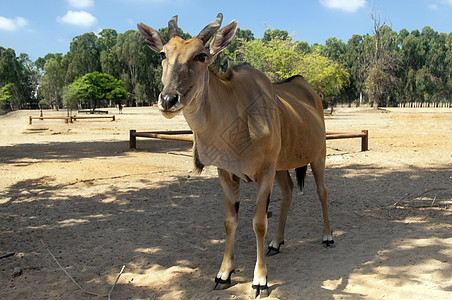 Eland 羚羊情调哺乳动物眼睛大草原荒野喇叭公园食草耳朵异国图片