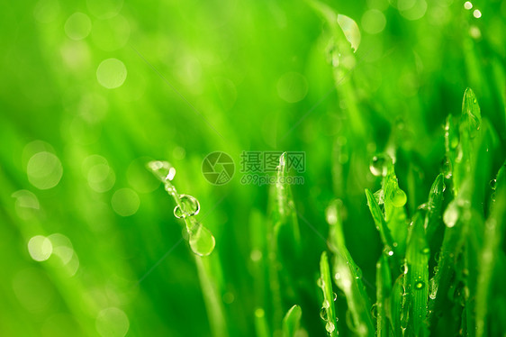 树本背景刀刃生长叶子雨滴草地树叶环境阳光植物反射图片