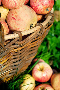 篮子中的苹果果园采摘生物学食物阳光农场收获团体草地柳条图片