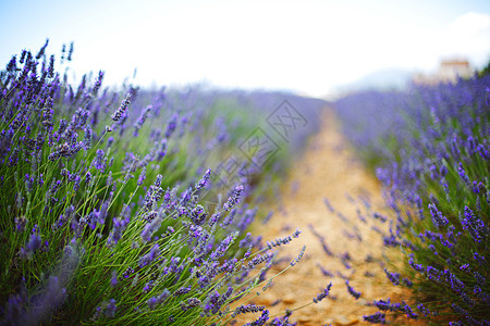 淡紫地香味场地花朵收成芳香天空蓝色植物农业风景图片