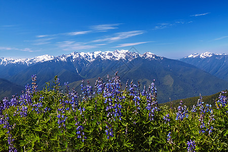 飓风脊花朵顶峰风景海拔公园爬坡森林荒野山峰远足图片