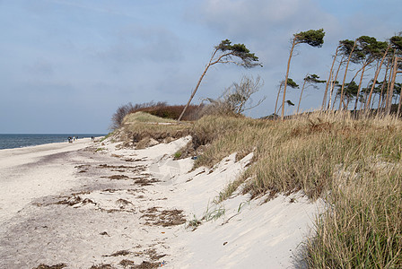 达尔斯海滩西斯特兰旅游倾斜树木自然保护区松树海岸森林支撑牧歌木头图片