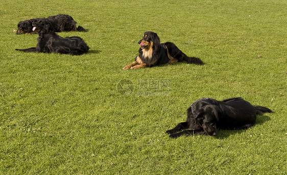 霍瓦瓦特猎犬救援运动小狗坚果宠物说谎家畜图片