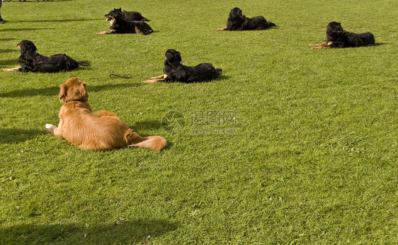 霍瓦瓦特猎犬说谎救援家畜小狗运动宠物坚果图片