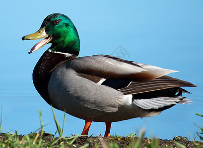 马拉德日晒场地翅膀草地棕色鸭子绿色账单水禽野生动物脖子图片