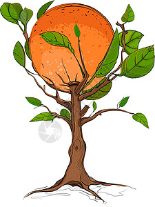 橙树手绘热带插图树叶生长水果植物盆栽绿色叶子图片