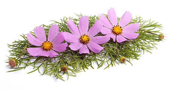 鲜花白色植物花瓣水平红色庆典热情紫色植物学摄影图片
