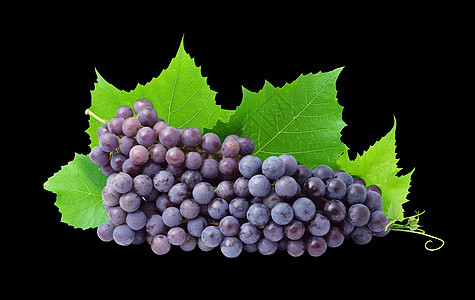 葡萄浆果蓝色茶点酿酒季节生长葡萄园酒厂水果小路图片