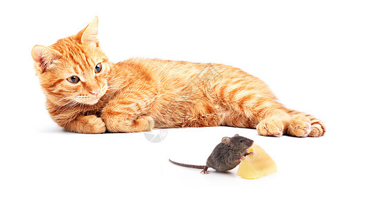 鼠和猫晶须力量尾巴猫科害虫小猫毛皮游戏宠物动物图片