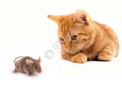 鼠和猫力量猎人哺乳动物监视小猫尾巴毛皮爪子混种打猎图片