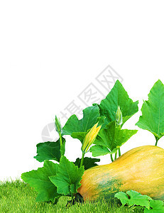 黄南瓜蔬菜食物水果黄色白色季节剪裁花园植物收成图片
