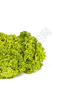 发生植物白色食物养分饮食绿色多叶沙拉长叶莴苣图片
