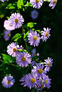 紫花花植物群园艺花朵绿色阳光花园图片