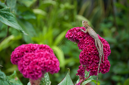 红公鸡角花上的蜥蜴鸡冠生态粉色绿色壁虎植物生活变色龙红色背景图片