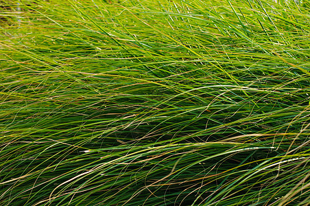 绿草叶背景牧场院子生态植物学阳光农场环境植物草地草皮图片