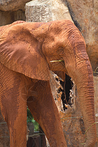 非洲大象公园荒野皱纹哺乳动物隐藏棕色皮肤皮革动物园动物图片