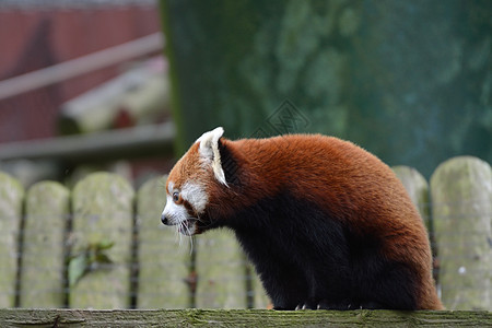 红熊猫栖息地哺乳动物森林濒危绿色棕色热带木头毛皮红色图片