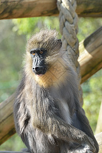 动物园的曼字猴子图片