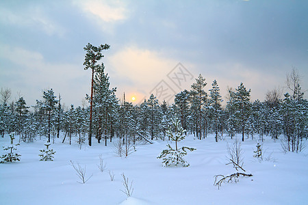 冬季沼泽上的小松树荒野树木阳光旅行水晶孤独云杉城市场景针叶图片