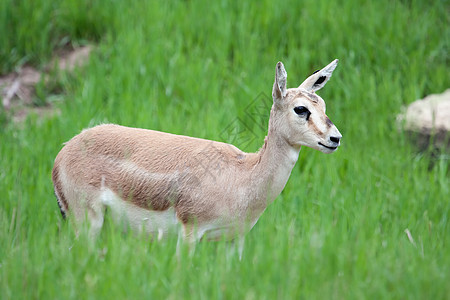 汤姆森的瞪羚雌时间羚羊快门野生动物简介荒野女性图片