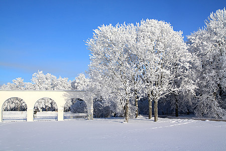 在白墙边的雪树上图片